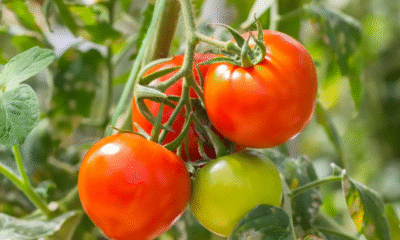 Glow the Natural Way: Try the Viral Tomato Ice Facial for Clear, Radiant Skin